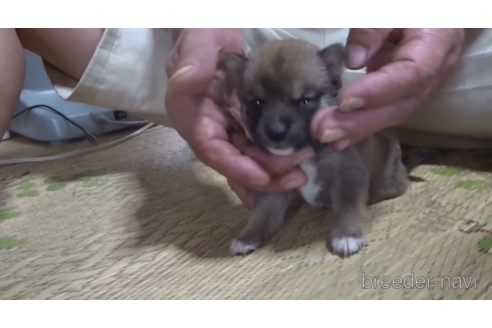 成約済の佐賀県の豆柴-151139